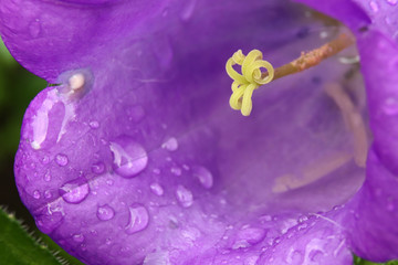 Purple bellflower with water drops