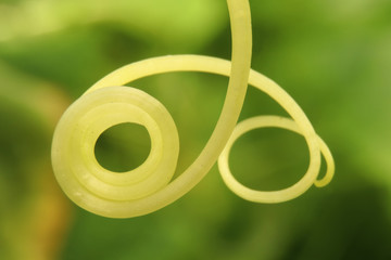 Cucumber tendril on green background