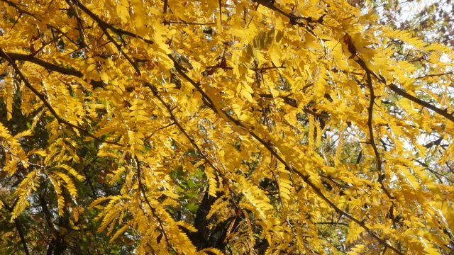 Close-up of honey locust Gleditsia triacanthos tree by autumn slow-mo footage