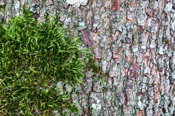 A thick, old wood tree covered with moss.