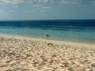 seagull on the beach