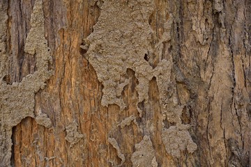 bark is anthill in texture and background