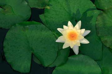 Yellow beautiful lotus flower