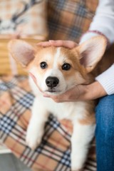 puppy Welsh Corgi Cardigan looks intently in the eyes