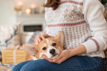 little puppy Welsh Corgi Cardigan lies on the couch on the lap of a girl