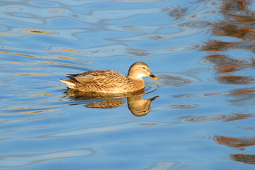Wild duck female on lake