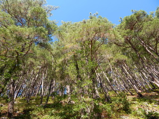 pine tree in the mountains