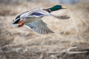 Mallard taking flight from a marsh in the St. Lawrence River