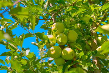 Cluster of ripe green apples on a tree branch