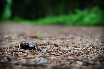 The snail crawls the road in a coniferous forest