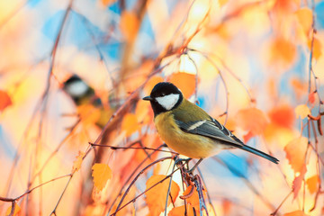 Naklejka premium piękny mały ptak siedzący w słonecznym parku na brzozy z żółtymi jasnymi liśćmi jesienią na tle błękitnego nieba