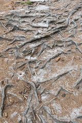 Rough roots of clay.