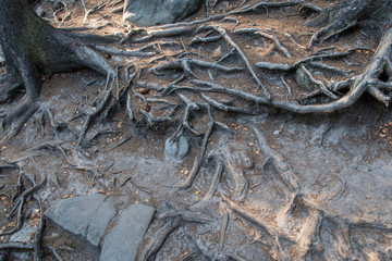 Rough roots of clay.