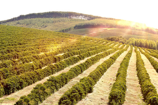 Farm Coffee Plantation In Brazil