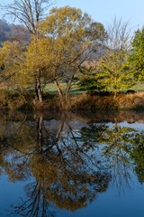 Obraz premium multicolored deciduous trees growing on the banks of the river and mirroring on the surface in autumn