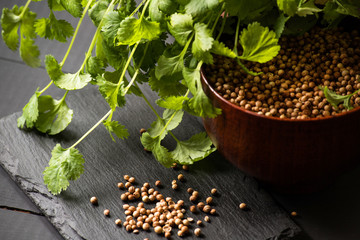Coriander cilantro seeds and leaves