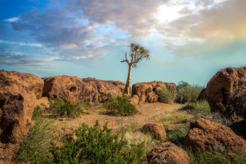 Isolated Quiver tree in a rocky desert in Africa