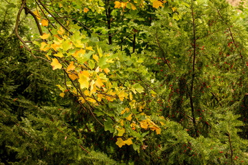 Autumn in the forest