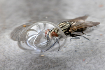 The fly floats on the water with its head inside the air bubble. The fly swim on the water using an air capsule.