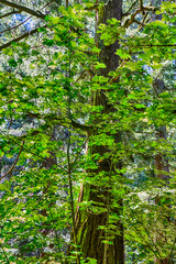 Fototapeta premium tree in the forest