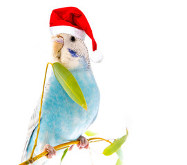 little blue wavy parrot with santa cap on white background isolated
