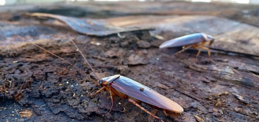 Two cockroaches on the old wood and decay, watching it happy.