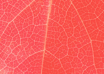 Fototapeta na wymiar Living coral leaf texture with tiny veins