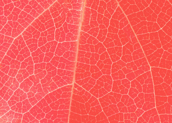 Living coral leaf texture with tiny veins