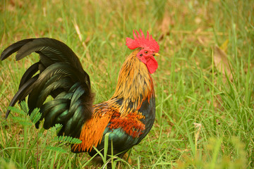 Beautiful Big Cock with big red comb