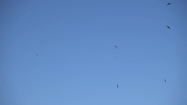 Group of swallow birds flying, swallows flying, blue sky, flock of birds