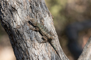 lizard on a tree