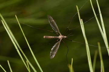 Crane Fly, or Mosquito Eater hanging on pine needles. Contrary to popular belief, these insects don't eat mosquitoes or any other insect.
