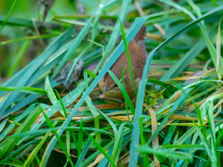 Wren in the grass. Having just caughtan insect.