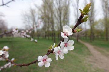 Five petaled flowers of apricot tree in spring