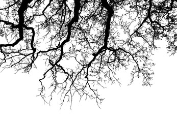 Realistic oak tree silhouette (Vector illustration).