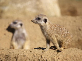 みんなの動物たち