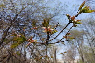 Reddish green new leaves of maple tree in spring