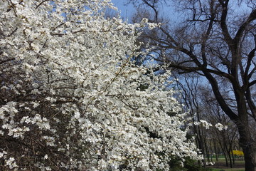 Crown of blossoming Prunus cerasifera tree in spring