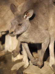 みんなの動物たち