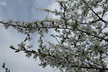 Two branches of blossoming Prunus cerasifera against cloudy sky