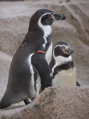 Fototapeta premium みんなの動物たち