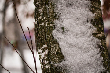 birch bark close-up for background