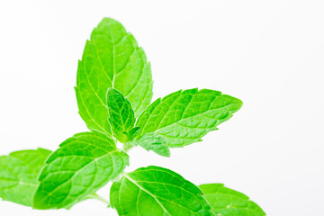 Fresh mint isolated on white background