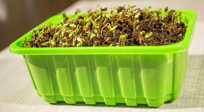 young sprouted grains, sprouts, microgrin in the ground