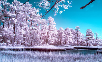 Trees and a lakefront in abstract surreal color with infrared photography