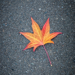 Yellow leaf of a tree lies on gray textured asphalt.