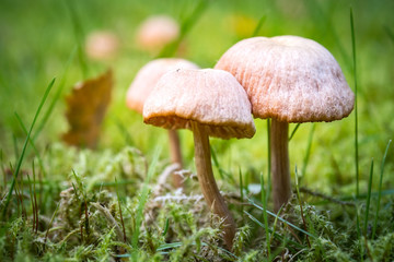 Pilze im Garten