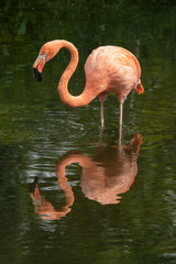 pink flamingo and reflection 