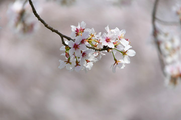 桜。日本のさくら名所１００選。長瀞　埼玉　日本。４月初旬。