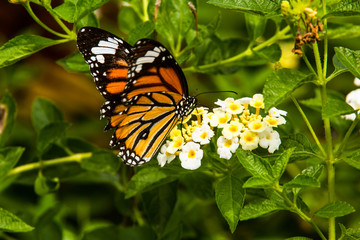Closeup butterfly on flower